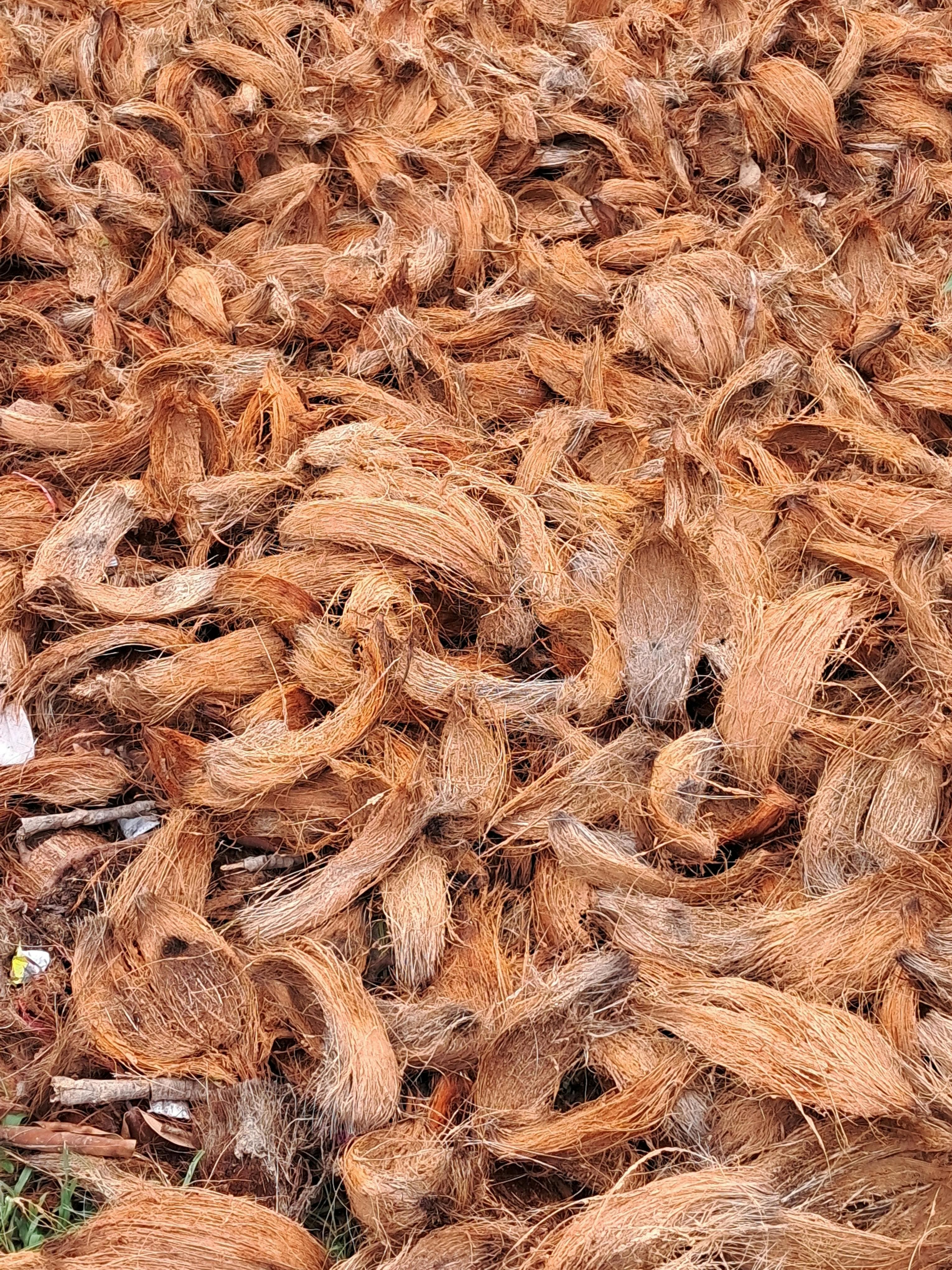 Palm fiber